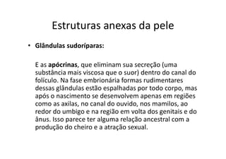 Estruturas anexas da pele
• Glândulas sudoríparas:
E as apócrinas, que eliminam sua secreção (uma
substância mais viscosa que o suor) dentro do canal do
folículo. Na fase embrionária formas rudimentares
dessas glândulas estão espalhadas por todo corpo, mas
após o nascimento se desenvolvem apenas em regiões
como as axilas, no canal do ouvido, nos mamilos, ao
redor do umbigo e na região em volta dos genitais e do
ânus. Isso parece ter alguma relação ancestral com a
produção do cheiro e a atração sexual.
 