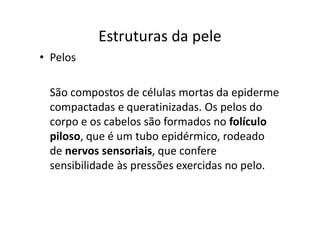Estruturas da pele
• Pelos
São compostos de células mortas da epiderme
compactadas e queratinizadas. Os pelos do
corpo e os cabelos são formados no folículo
piloso, que é um tubo epidérmico, rodeado
de nervos sensoriais, que confere
sensibilidade às pressões exercidas no pelo.
 