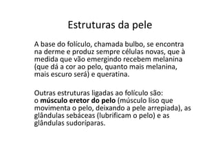 Estruturas da pele
A base do folículo, chamada bulbo, se encontra
na derme e produz sempre células novas, que à
medida que vão emergindo recebem melanina
(que dá a cor ao pelo, quanto mais melanina,
mais escuro será) e queratina.
Outras estruturas ligadas ao folículo são:
o músculo eretor do pelo (músculo liso que
movimenta o pelo, deixando a pele arrepiada), as
glândulas sebáceas (lubrificam o pelo) e as
glândulas sudoríparas.
 