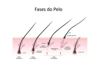 Fases do Pelo
 