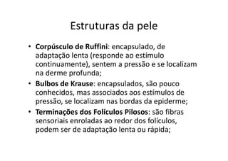Estruturas da pele
• Corpúsculo de Ruffini: encapsulado, de
adaptação lenta (responde ao estímulo
continuamente), sentem a pressão e se localizam
na derme profunda;
• Bulbos de Krause: encapsulados, são pouco
conhecidos, mas associados aos estímulos de
pressão, se localizam nas bordas da epiderme;
• Terminações dos Folículos Pilosos: são fibras
sensoriais enroladas ao redor dos folículos,
podem ser de adaptação lenta ou rápida;
 