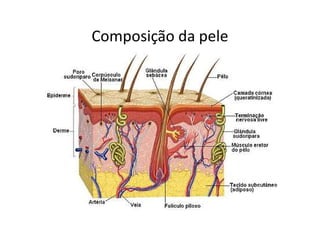 Composição da pele
 