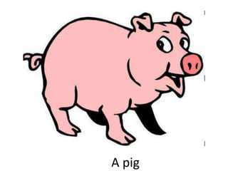 A pig