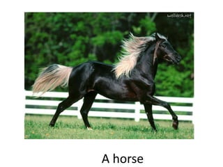 A horse