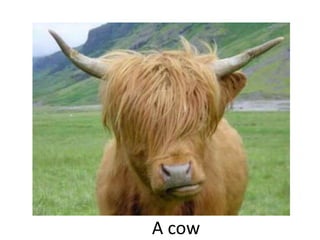 A cow