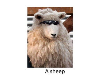 A sheep