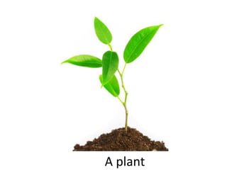 A plant
