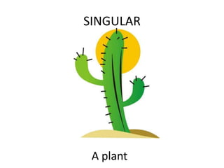 SINGULAR A plant