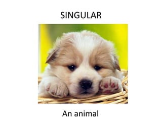 SINGULAR An animal