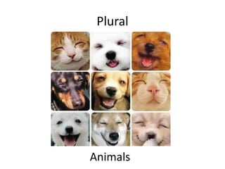 Plural Animals