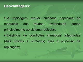 Desvantagens:
 A repicagem requer cuidados especiais no
manuseio das mudas, evitando-se danos
principalmente ao sistema radicular;
 Exigência de condições climáticas adequadas
(dias úmidos e nublados) para o processo de
repicagem;
 