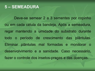 5 – SEMEADURA
Deve-se semear 2 a 3 sementes por copinho
ou em cada célula da bandeja. Após a semeadura,
regar mantendo a umidade do substrato durante
todo o período de crescimento das plântulas.
Eliminar plântulas mal formadas e monitorar o
desenvolvimento e a sanidade. Caso necessário,
fazer o controle dos insetos-pragas e das doenças.
 