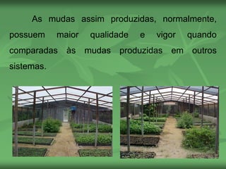 As mudas assim produzidas, normalmente,
possuem maior qualidade e vigor quando
comparadas às mudas produzidas em outros
sistemas.
 