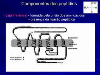 Componentes dos peptídiosComponentes dos peptídios
• Espinha dorsal - formada pela união dos aminoácidos
- presença da ligação peptídica
 