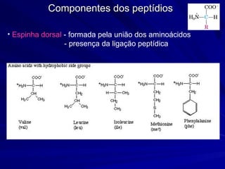 Componentes dos peptídiosComponentes dos peptídios
• Espinha dorsal - formada pela união dos aminoácidos
- presença da ligação peptídica
 