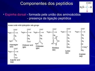 Componentes dos peptídiosComponentes dos peptídios
• Espinha dorsal - formada pela união dos aminoácidos
- presença da ligação peptídica
 