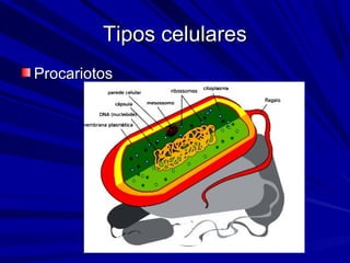 Tipos celularesTipos celulares
ProcariotosProcariotos
 