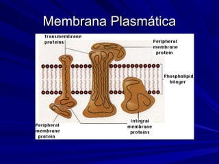 Membrana PlasmáticaMembrana Plasmática
 