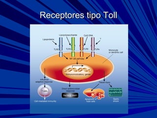 Receptores tipo TollReceptores tipo Toll
 