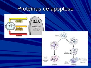 Proteínas de apoptoseProteínas de apoptose
 