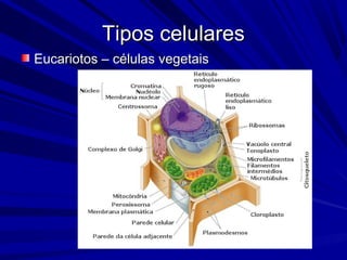 Tipos celularesTipos celulares
Eucariotos – células vegetaisEucariotos – células vegetais
 