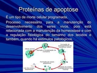 Proteínas de apoptoseProteínas de apoptose
É um tipo de morte celular programada,É um tipo de morte celular programada,
Processo necessário para a manutenção doProcesso necessário para a manutenção do
desenvolvimento dos seres vivos, pois estádesenvolvimento dos seres vivos, pois está
relacionada com a manutenção da homeostase e comrelacionada com a manutenção da homeostase e com
a regulação fisiológica do tamanho dos tecidos ea regulação fisiológica do tamanho dos tecidos e
também, quando há estímulos patológicos.também, quando há estímulos patológicos.
 