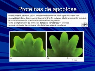 Proteínas de apoptoseProteínas de apoptose
 