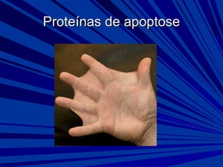 Proteínas de apoptoseProteínas de apoptose
 