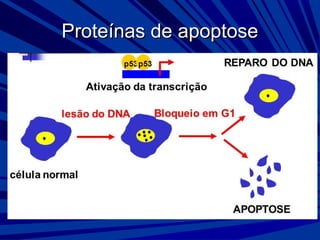 Proteínas de apoptoseProteínas de apoptose
 