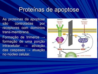 Proteínas de apoptoseProteínas de apoptose
As proteínas da apoptoseAs proteínas da apoptose
são controladas porsão controladas por
receptores com domíniosreceptores com domínios
trans-membrana.trans-membrana.
Formação de trímerosFormação de trímeros →→
formação de uma porçãoformação de uma porção
intracelularintracelular →→ ativaçãoativação
das caspasesdas caspases →→ atuaçãoatuação
no núcleo celular.no núcleo celular.
 