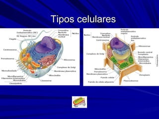 Tipos celularesTipos celulares
 