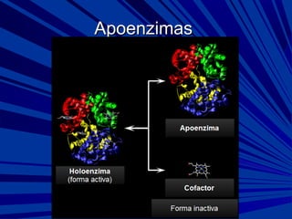 ApoenzimasApoenzimas
 