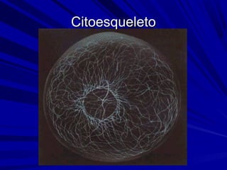 CitoesqueletoCitoesqueleto
 