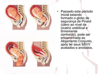 • Passado este período
inicial estando
formado o globo de
segurança de Pinard
(útero ao nível da
cicatriz umbilical e
firmemente
contraído), pode ser
encaminhada ao
Alojamento Conjunto,
após ter seus SSVV
avaliados e anotados.
 