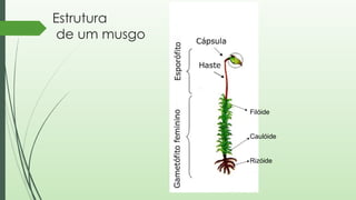 Aula 1 Reino Plantae - Briófitas e Pteridófitas.ppt