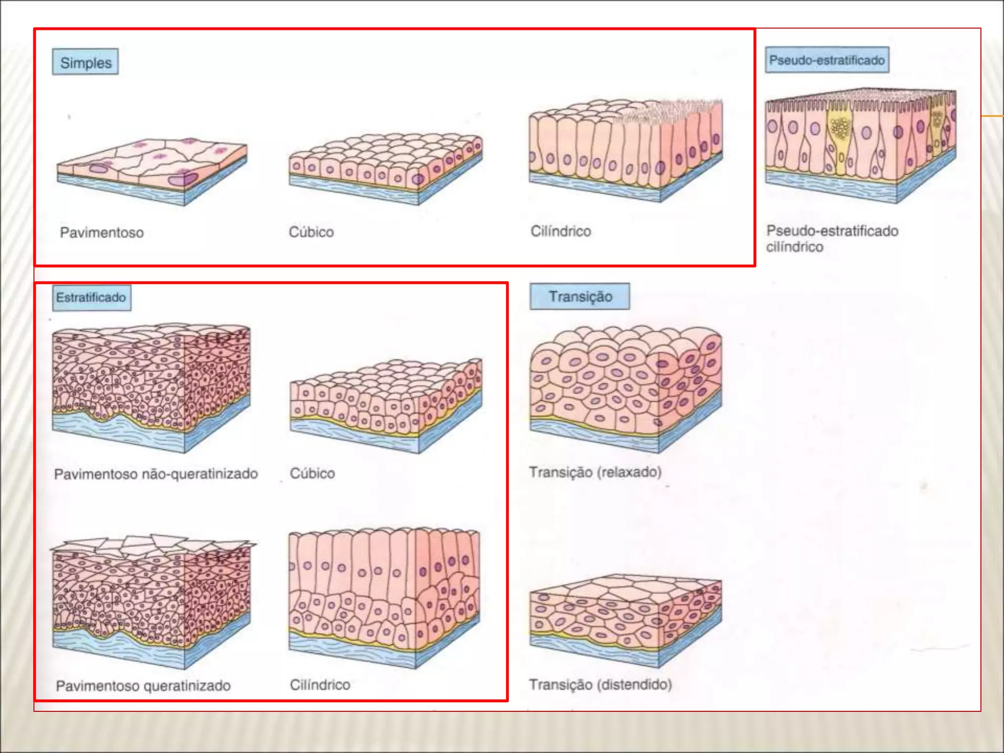 Aula 1 Tecido Epitelial de Revestimento.ppt