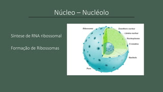 Aula 1 - Célula e Teoria Celular - slideshow | PPTX