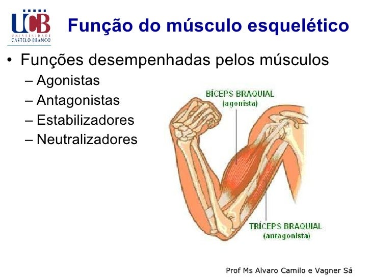 Musculos Agonistas E Antagonistas Do Ombro