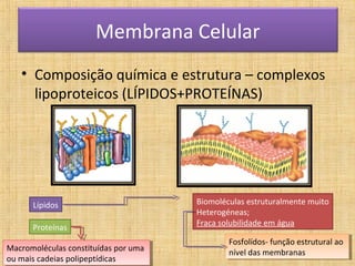 Membrana Celular
   • Composição química e estrutura – complexos
     lipoproteicos (LÍPIDOS+PROTEÍNAS)




      Lípidos                          Biomoléculas estruturalmente muito
                                       Heterogéneas;
                                       Fraca solubilidade em água
      Proteínas
                                               Fosfolídos- função estrutural ao
                                                Fosfolídos- função estrutural ao
Macromoléculas constituídas por uma
 Macromoléculas constituídas por uma           nível das membranas
                                                nível das membranas
ou mais cadeias polipeptídicas
 ou mais cadeias polipeptídicas
 
