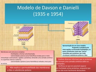 Modelo de Davson e Danielli
                              (1935 e 1954)




                                                                                         Apresentação de um novo modelo:
                                                                                          Apresentação de um novo modelo:
                                                                                         --             Proponha aa existência de
                                                                                                         Proponha existência de
                                                                                         interrupções na bicamada fosfolipídica, as
                                                                                          interrupções na bicamada fosfolipídica, as
Membrana com estrutura complexa
 Membrana com estrutura complexa                                                         quais constítuiam como que “poros”
                                                                                          quais constítuiam como que “poros”
                -fosfolípidos aa formar uma bicamada;
                  -fosfolípidos formar uma bicamada;                                     revestidos por proteínas, por onde
                                                                                          revestidos por proteínas, por onde
                -extremidades polares (zona hidrofílica) viradas para oo meio
                  -extremidades polares (zona hidrofílica) viradas para meio             circulavam substâncias polares ee iões
                                                                                          circulavam substâncias polares iões
intracelular ee extracelular; Ligadas a proteínas, fomando uma camada contínua
 intracelular extracelular; Ligadas a proteínas, fomando uma camada contínua
na superfície interna ee externa;
 na superfície interna externa;                                                  • Análises diversas informam que as proteínas
                -extremidades apolares (zona hidrofóbica) voltadas umas para
                  -extremidades apolares (zona hidrofóbica) voltadas umas para   não formam uma camada contínua sobre os
as outras.
 as outras.                                                                      Fosfolípidos;
                                                                                 • Verificou-se que era possível separar
        • Não explica a permeabilidade das membranas                             com facilidade certas proteínas, enquanto que
         a iões e substâncias polares                                            outras não eram facilmente destacáveis
 