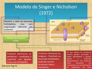 Modelo de Singer e Nicholson
                       (1972)
  Mantém aa ideia da bicamada
   Mantém ideia da bicamada
  fosfolipídica,
   fosfolipídica, mas
                   mas    com
                           com
  organização diferente das
   organização diferente das
  proteínas
   proteínas


     Modelo de mosaico
          fluido



                                                                Na face externa da membrana
                                                                  Na face externa da membrana
     Proteínas extrinsecas ou
      Proteínas extrinsecas ou      Proteínas intrínsecas ou
                                     Proteínas intrínsecas ou   existem glícidos associados aa
                                                                  existem glícidos associados
     periféricas ––localizadas àà
      periféricas localizadas       integrais ––Penetram na
                                     integrais Penetram na      lípidos (glicolípidos) ee glícidos
                                                                  lípidos (glicolípidos)     glícidos
     superficie com ligações
      superficie com ligações       bicamada fosfolipídica,
                                     bicamada fosfolipídica,    ligados
                                                                  ligados       aa        proteínas
                                                                                           proteínas
                                                                (glicoproteínas). Tais moléculas
                                                                  (glicoproteínas). Tais moléculas
     fracas aos fosfolípidos
      fracas aos fosfolípidos       podendo mesmo
                                     podendo mesmo              estão         envolvidas         em
                                                                  estão        envolvidas         em
                                    atravessar toda aa
                                     atravessar toda            mecanismos de reconhecimento
                                                                  mecanismos de reconhecimento
Exercício Pág.52
                                    membrana
                                     membrana                   dede substâncias
                                                                         substâncias do  do meiomeio
 