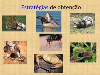 Estratégias de obtenção
 