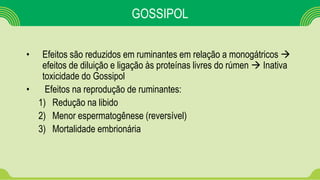 GOSSIPOL
• Efeitos são reduzidos em ruminantes em relação a monogátricos 
efeitos de diluição e ligação às proteínas livres do rúmen  Inativa
toxicidade do Gossipol
• Efeitos na reprodução de ruminantes:
1) Redução na libido
2) Menor espermatogênese (reversível)
3) Mortalidade embrionária
 