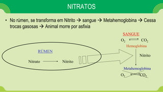 NITRATOS
• No rúmen, se transforma em Nitrito  sangue  Metahemoglobina  Cessa
trocas gasosas  Animal morre por asfixia
Nitrato Nitrito
RÚMEN
SANGUE
Hemoglobina
Metahemoglobina
O2 CO2
O2 CO2
Nitrito
 