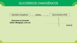 GLICOSÍDEOS CIANOGÊNICOS
Glicosídeos Cianogênicos Ácido Cianídrico (HCN)Hidrólise
SANGUE
Extravasam do Conteúdo
Celular: Mastigação, corte, etc.
 
