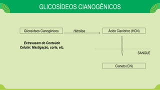 GLICOSÍDEOS CIANOGÊNICOS
Glicosídeos Cianogênicos Ácido Cianídrico (HCN)Hidrólise
SANGUE
Cianeto (CN)
Extravasam do Conteúdo
Celular: Mastigação, corte, etc.
 