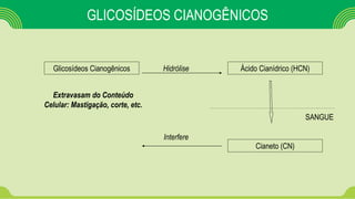 GLICOSÍDEOS CIANOGÊNICOS
Glicosídeos Cianogênicos Ácido Cianídrico (HCN)Hidrólise
SANGUE
Cianeto (CN)
Interfere
Extravasam do Conteúdo
Celular: Mastigação, corte, etc.
 