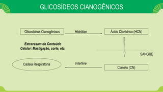 Cadeia Respiratória
GLICOSÍDEOS CIANOGÊNICOS
Glicosídeos Cianogênicos Ácido Cianídrico (HCN)Hidrólise
SANGUE
Cianeto (CN)
Interfere
Extravasam do Conteúdo
Celular: Mastigação, corte, etc.
 