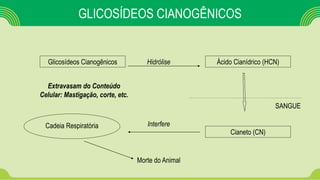 Cadeia Respiratória
GLICOSÍDEOS CIANOGÊNICOS
Glicosídeos Cianogênicos Ácido Cianídrico (HCN)Hidrólise
SANGUE
Cianeto (CN)
Interfere
Morte do Animal
Extravasam do Conteúdo
Celular: Mastigação, corte, etc.
 