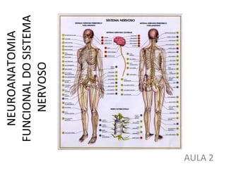 NEUROANATOMIA FUNCIONAL DO SISTEMA NERVOSO AULA 2 